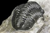 Detailed Gerastos Trilobite Fossil - Morocco #141686-4